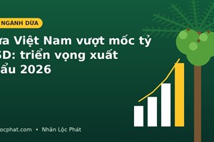 Dừa Việt Nam vượt mốc tỷ USD: Bức tranh xuất khẩu và triển vọng 2026